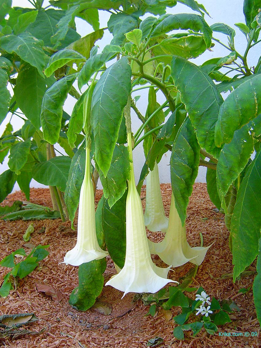 This is the Angels Trumpets page of our A to Z garden guide how to